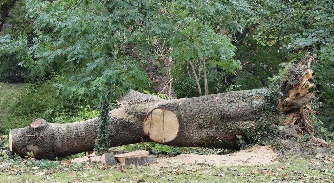 Изсичат 100-годишни дървета в Борисовата градина?