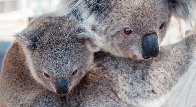 Австралийски учени броят коалите с помощта на дронове