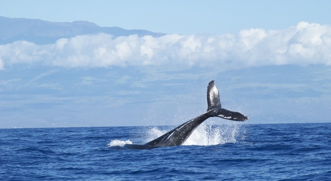 Ръст при популацията на австралийските гърбати китове