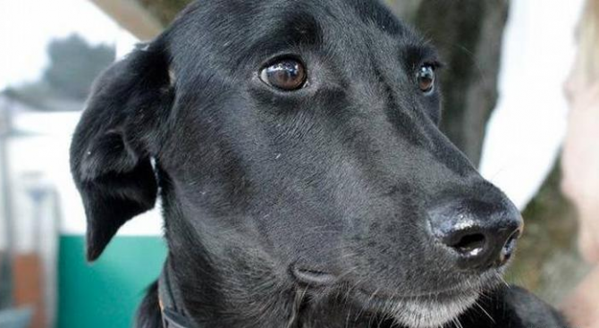 Българско куче, осиновено в Бон, спаси живота на стопанката си и загина, превърна се в герой