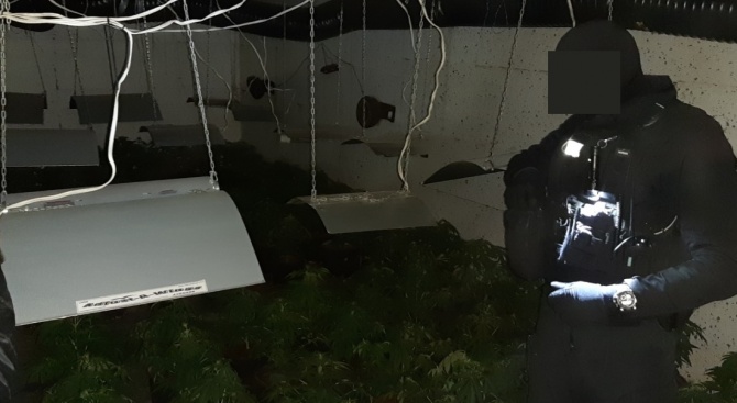 Разкриха подземна наркооранжерия в София