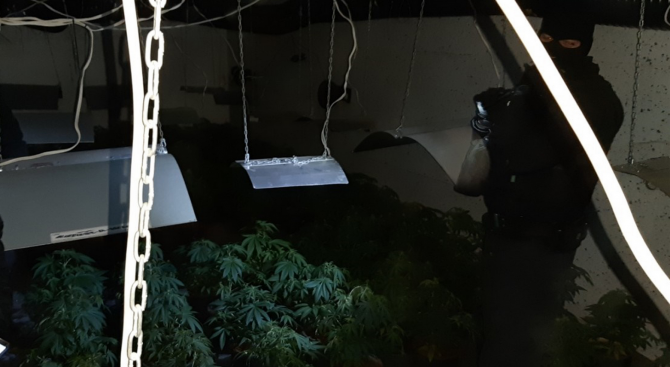 От полицията разкриха подробности за разкритата подземна наркооранжерия в София