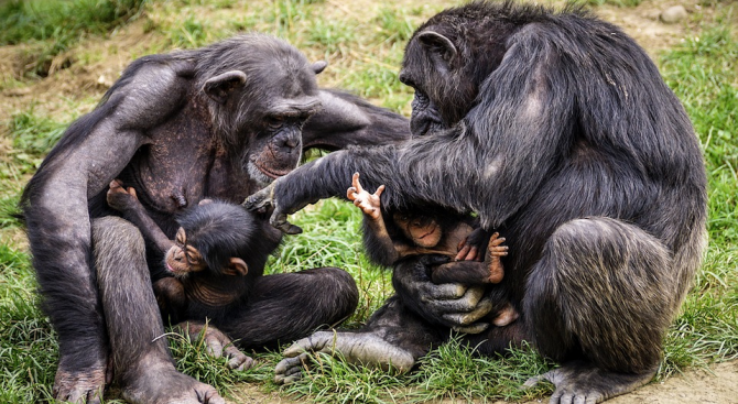 Специалисти изследват "културните традиции" на шимпанзетата 