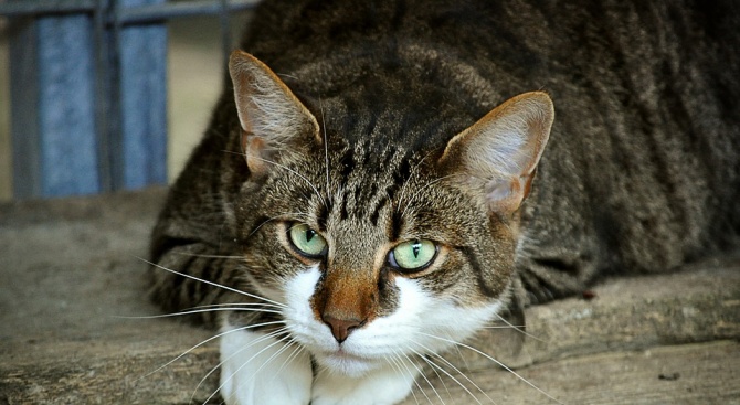Зоополицията в Сливен работи по сигнал за котки, простреляни с въздушна пушка