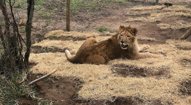 4 циркови лъва се завърнаха в Южна Африка 