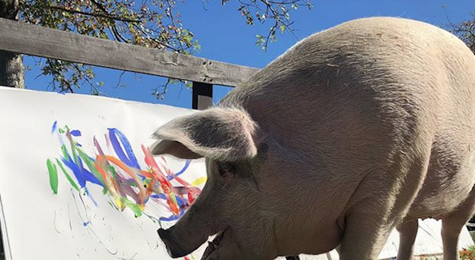 Картините на прасе-художник достигат цена от 4000 долара