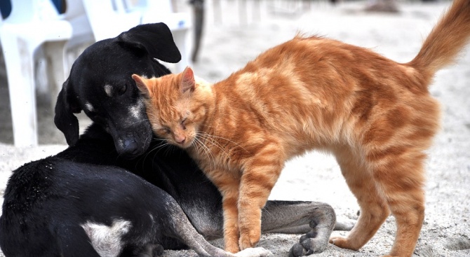 Безплатна кастрация на котки и кучета в Сливен