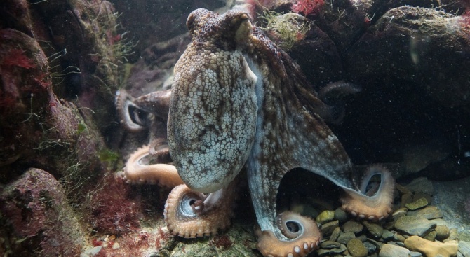Октоподите променят цвета си по време на сън 