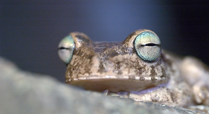 Нашествие на жаби във Флорида