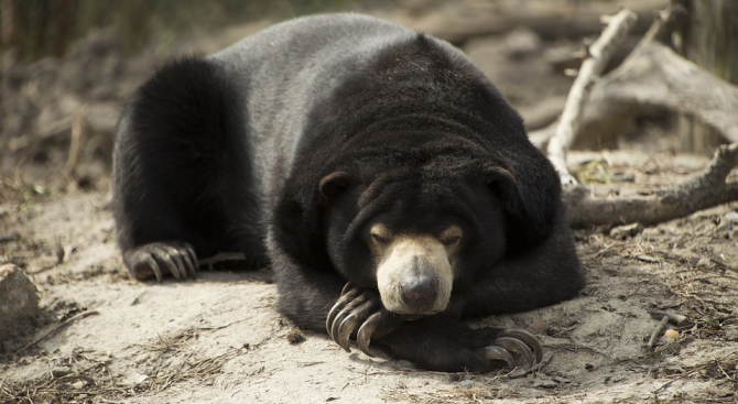 Малайските мечки имитират лицевите изражения на посестримите си