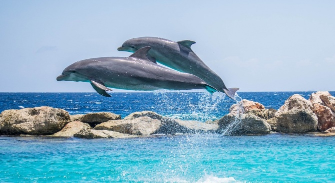 Само за 3 месеца: 1100 делфина открити мъртви на френския атлантически бряг
