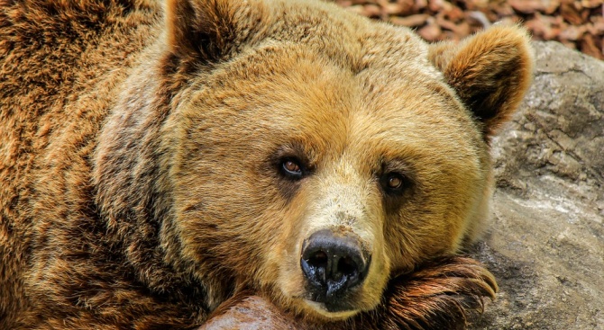 Провериха четири сигнала за щети от мечка през март