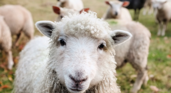 Драстично намаляват стадата овце в България 