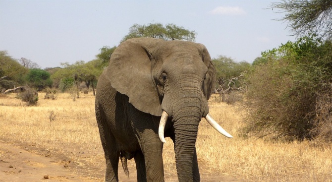 Слон уби бракониер в ЮАР, лъвове изядоха останките му