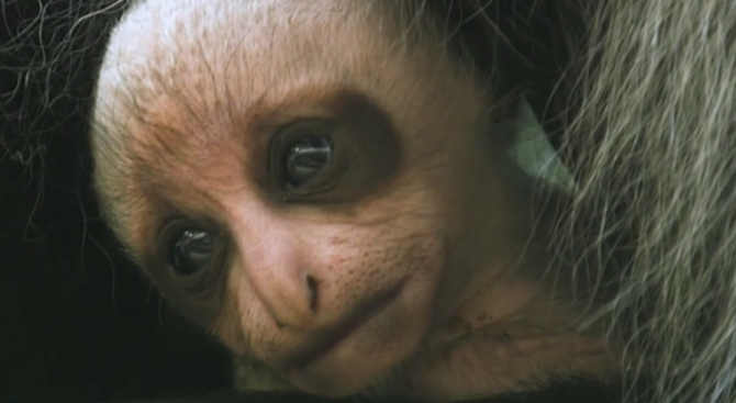 Маймунка от застрашен вид се роди в зоопарка във Виена