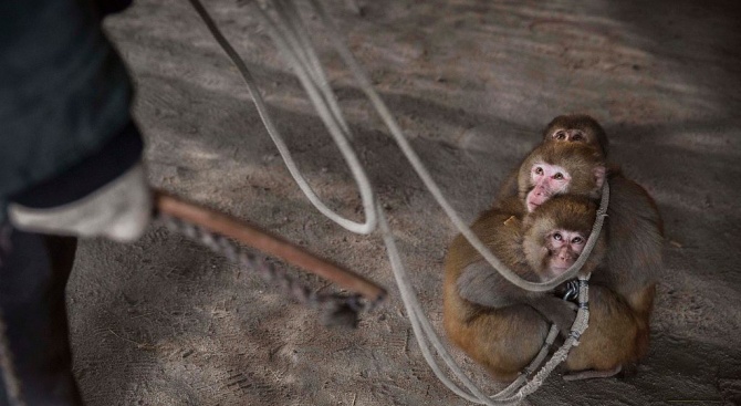 Китайски учени имплантираха човешки мозъчен ген на маймуни