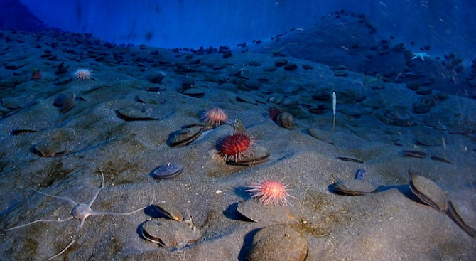 Учени откриха хранещи се с петрол бактерии на океанското дъно