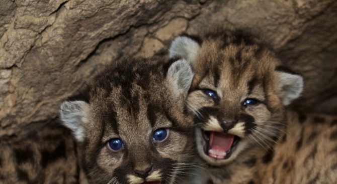 Новородени лъвчета починаха от премръзване в хасковския зоопарк 