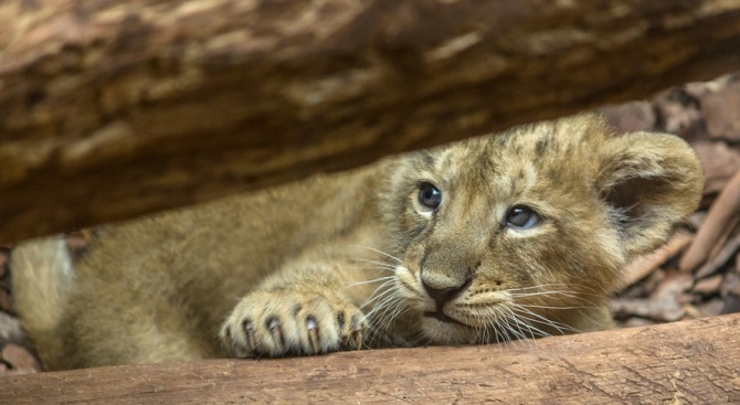Проверяват зоопарка в Хасково заради починалите лъвчета