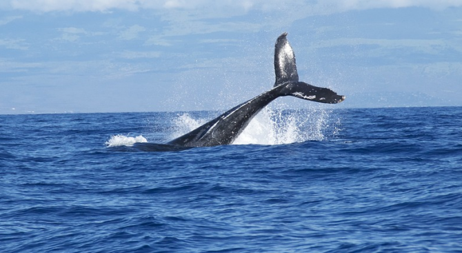 3 вида китове, срещани край бреговете на Канада, са застрашени от изчезване