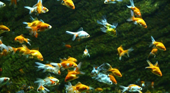 Рибите виждат цветовете в морските дълбини чрез генна адаптация