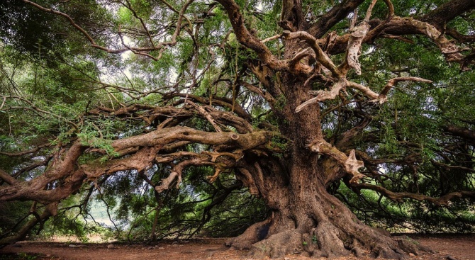 Откриха дърво на 2624 години в САЩ