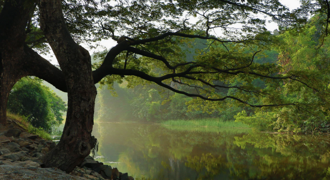 Учени откриха дърво на 2624 години в САЩ