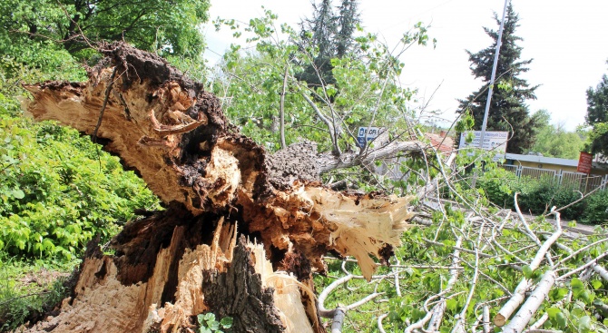 Дърво падна върху работник, той е с опасност за живота