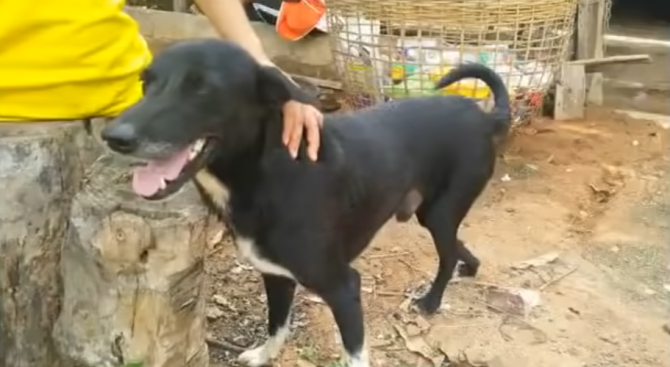 Обявиха за герой кучето Пинг Понг, спасило бебе, заровено живо в Тайланд