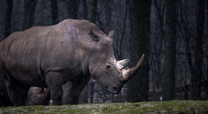 Почина последният мъжки суматрански носорог в Малайзия