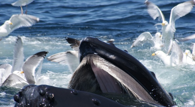 Здравето на китовете може да бъде установено по филтрите в устата им 