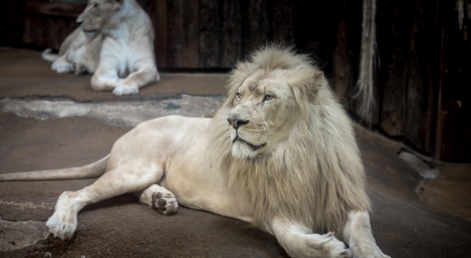 Четири бели лъва бяха докарани в зоопарк в Истанбул