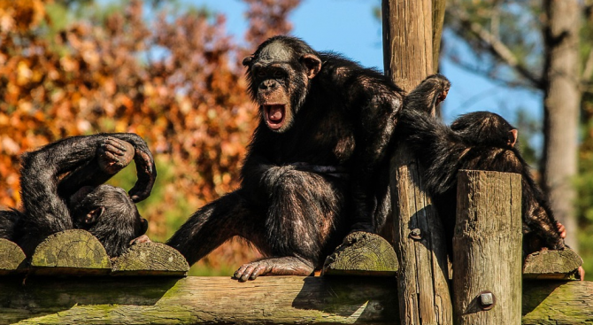 Изпратиха шимпанзетата в "горски гета"