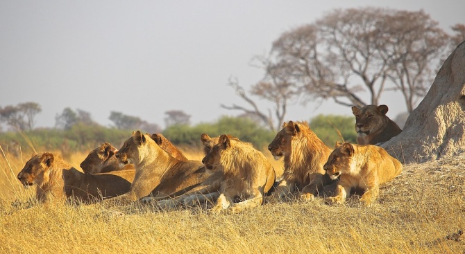 Прайд лъвове избяга от резерват в Южна Африка