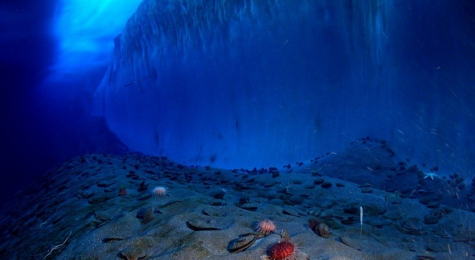 Откриха останки от гигантско морско чудовище в Антарктида