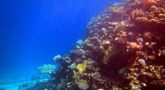 Учени местят корали в Червено море, за да ги спасят