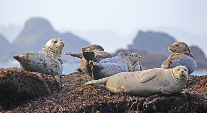 Откриха десетки мъртви тюлени по западното крайбрежие на Аляска