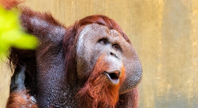 Най-известният орангутан във Франция стана на 50 години 