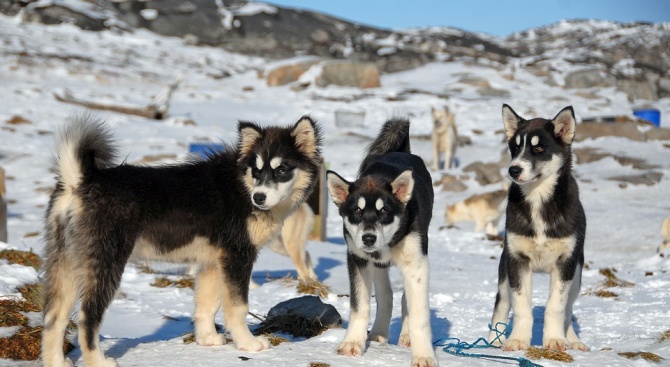 Метеоролог засне как кучета ходят по вода в Гренландия