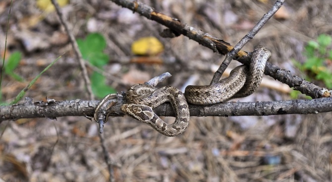 Бум на ухапвания от змии в началото на лятото