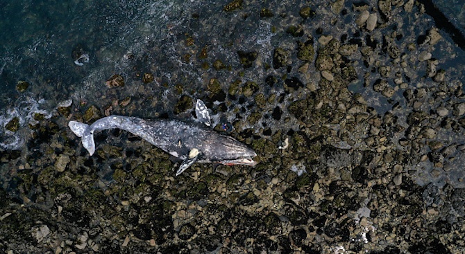 Женски кашалот и бебето му намериха смъртта си в рибарски мрежи в Тиренско море 