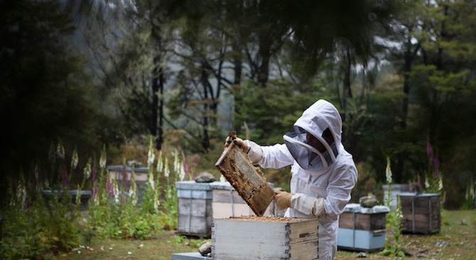 ЕК одобри Националната програма по пчеларство за периода 2020-2022 г.