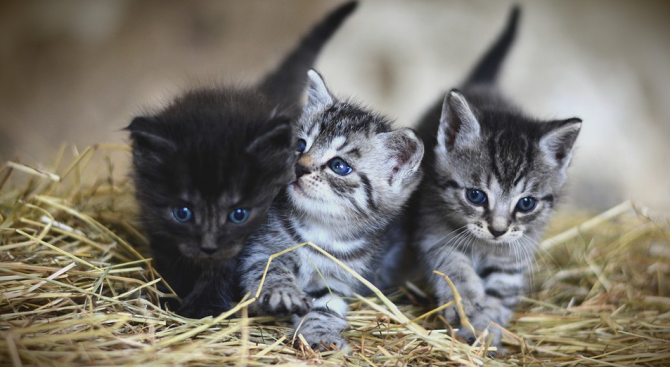 Нов случай на насилие над животни - спасиха котета и майка им, завързани в чували