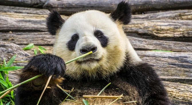 Китай ще наблюдава гигантските си панди със софтуер за лицево разпознаване 