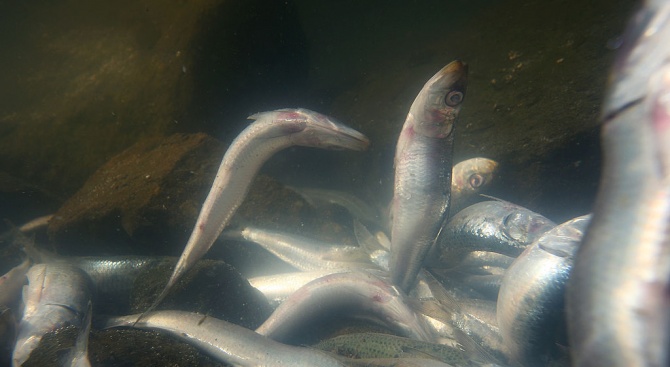 3,5 тона мъртва риба изплува в Париж