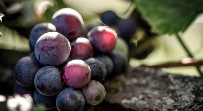 Чепка грозде бе продадена за 11 000 долара на търг в Япония