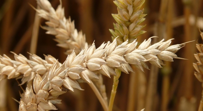 Зърнопроизводителите в Добричкия регион отчитат 10 на сто по-малко реколта