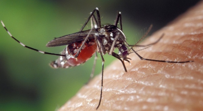 Комарите могат да донесат смъртоносна инфекция 