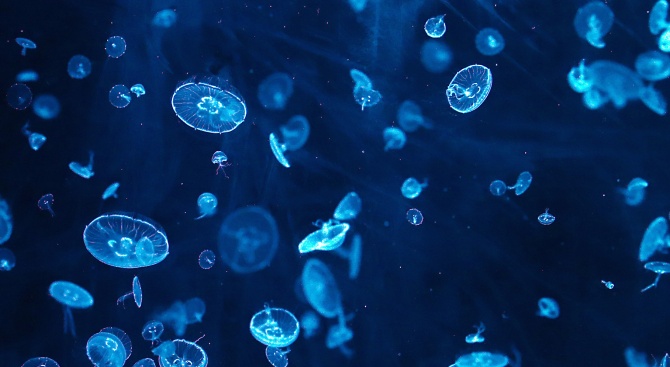 Медузи завладяха израелски плаж