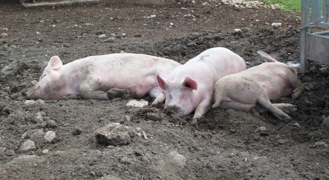 МЗХГ предупреди: Рискът да се разпространи африканска чума по свинете в България е много висок